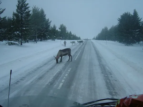 Carretera nevada en Finlandia vista desde la cabina de un camión JDC-Trans, renos cruzando